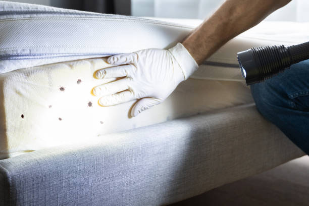 Best Residential Pest Control  in Ashland, IL