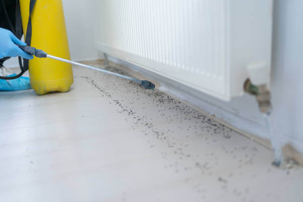 Best Wasp Removal Services  in Ashland, IL